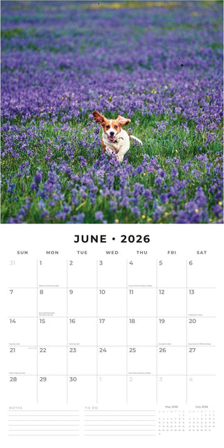 Red Robin Basset Hound Kalender 2026