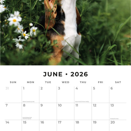 Red Robin Beagle Kalender 2026