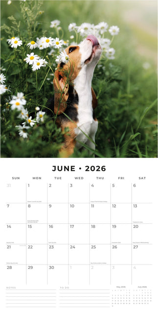 Red Robin Beagle Kalender 2026