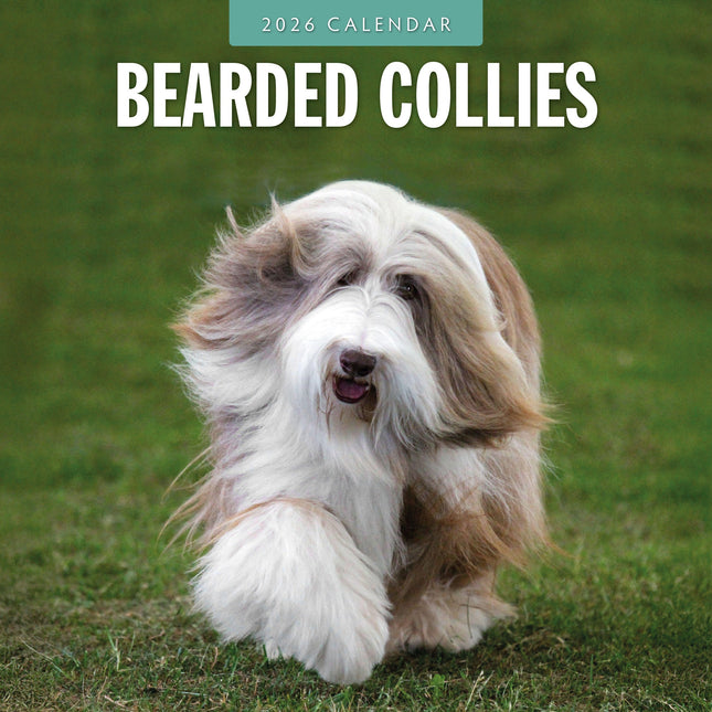 Red Robin Bearded Collie Kalender 2026