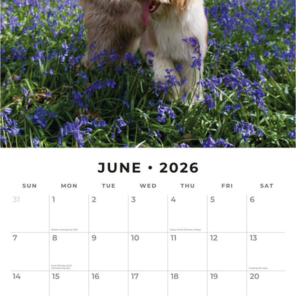 Red Robin Bearded Collie Kalender 2026
