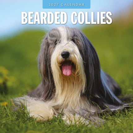 Red Robin Bearded Collie Kalender 2027