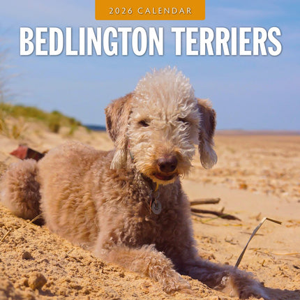 Red Robin Bedlington Terrier Kalender 2026