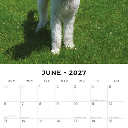 Red Robin Bedlington Terrier Kalender 2027