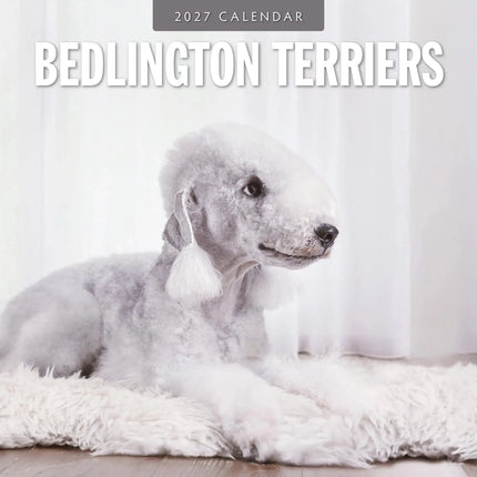 Red Robin Bedlington Terrier Kalender 2027