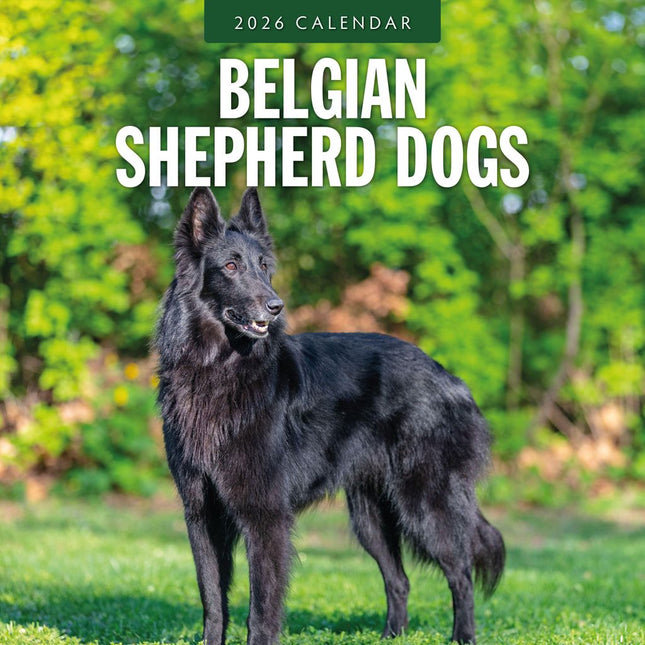 Red Robin Belgische Herder Kalender 2026