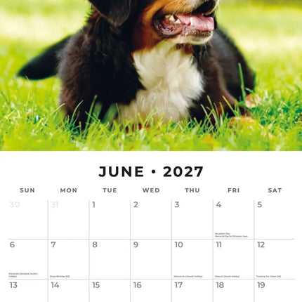 Red Robin Berner Sennen Kalender 2027