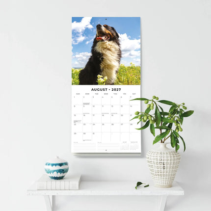 Red Robin Berner Sennen Kalender 2027