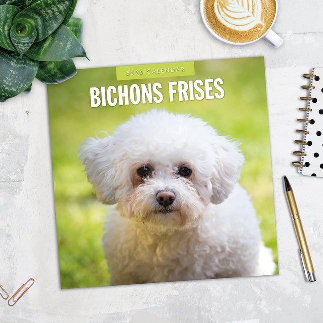 Red Robin Bichon Frise Kalender 2026