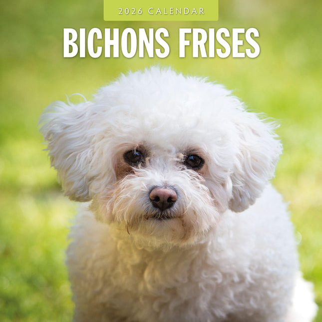 Red Robin Bichon Frise Kalender 2026