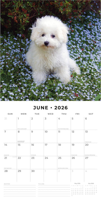 Red Robin Bichon Frise Kalender 2026