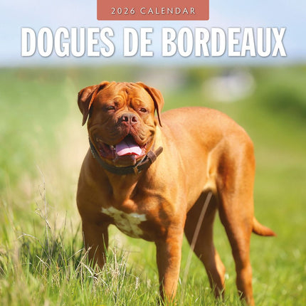 Red Robin Bordeaux Dog Kalender 2026