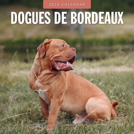 Red Robin Bordeaux Dog Kalender 2026