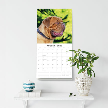 Red Robin Bordeaux Dog Kalender 2026