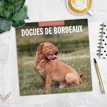 Red Robin Bordeaux Dog Kalender 2026