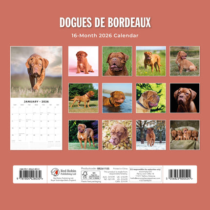 Red Robin Bordeaux Dog Kalender 2026