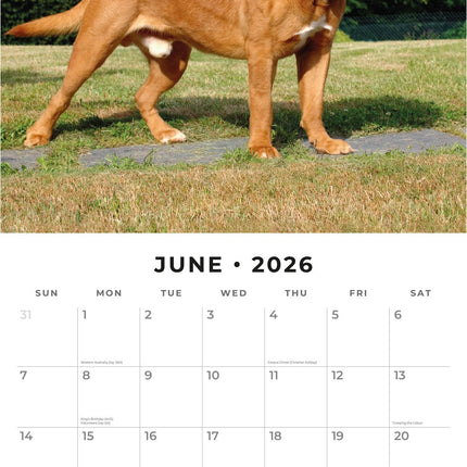 Red Robin Bordeaux Dog Kalender 2026