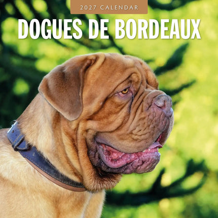 Red Robin Bordeaux Dog Kalender 2027