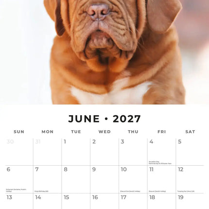 Red Robin Bordeaux Dog Kalender 2027