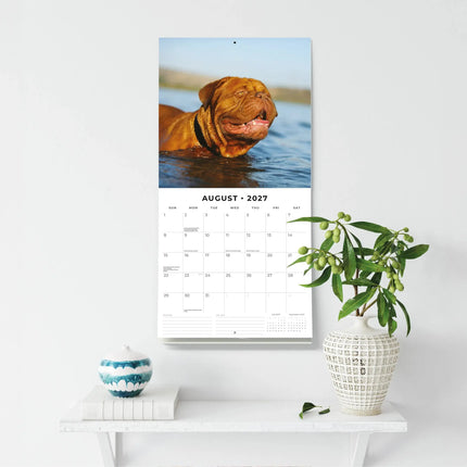 Red Robin Bordeaux Dog Kalender 2027