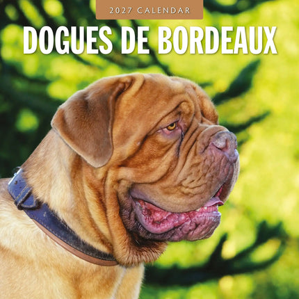 Red Robin Bordeaux Dog Kalender 2027