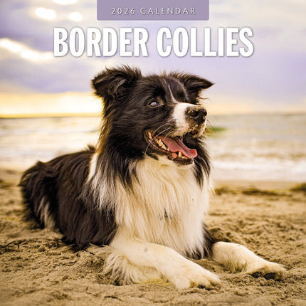 Red Robin Border Collie Kalender 2026