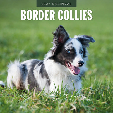 Red Robin Border Collie Kalender 2027