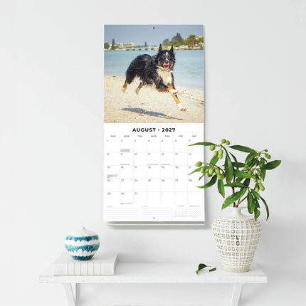 Red Robin Border Collie Kalender 2027