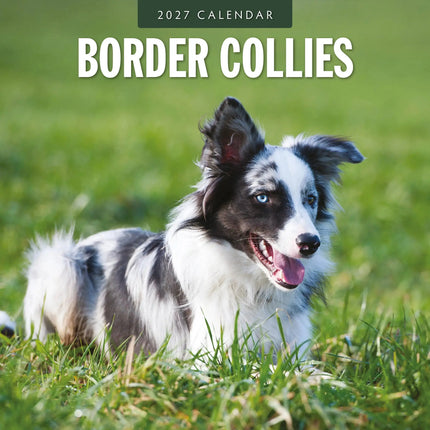 Red Robin Border Collie Kalender 2027