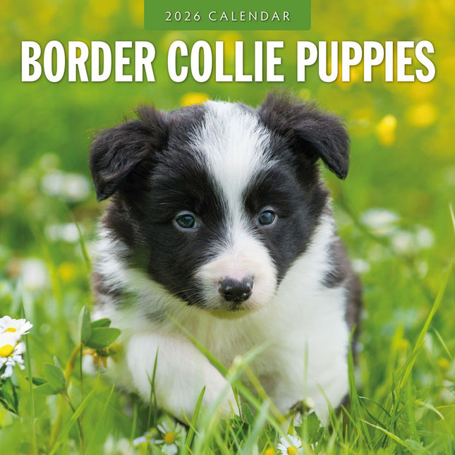 Red Robin Border Collie Puppies Kalender 2026