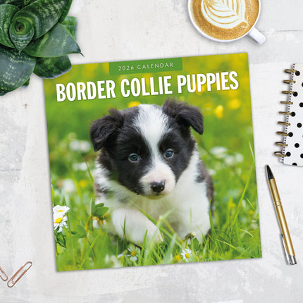Red Robin Border Collie Puppies Kalender 2026