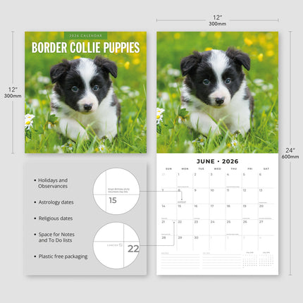 Red Robin Border Collie Puppies Kalender 2026
