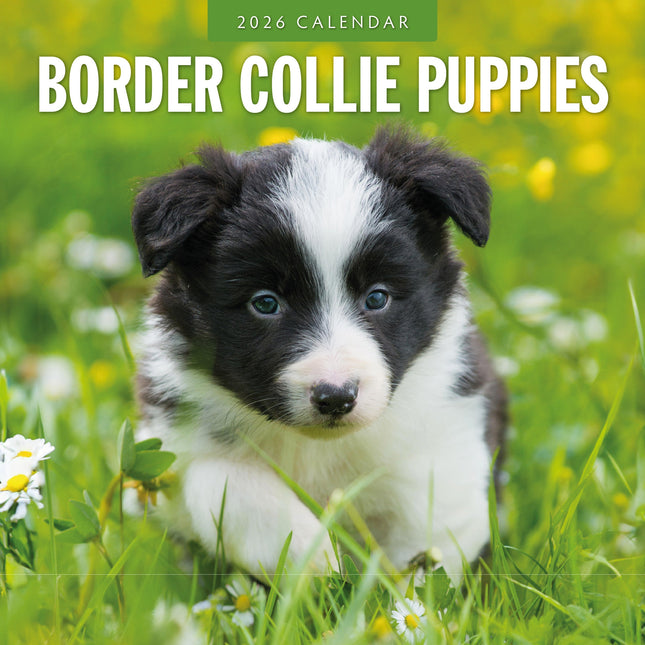 Red Robin Border Collie Puppies Kalender 2026