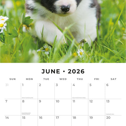 Red Robin Border Collie Puppies Kalender 2026