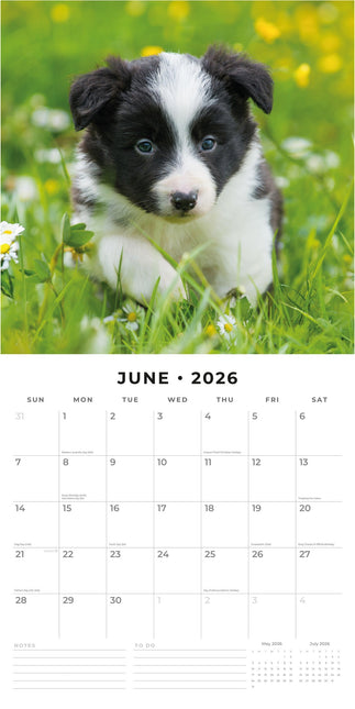 Red Robin Border Collie Puppies Kalender 2026