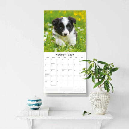 Red Robin Border Collie Puppies Kalender 2027