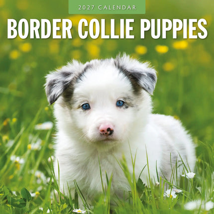 Red Robin Border Collie Puppies Kalender 2027