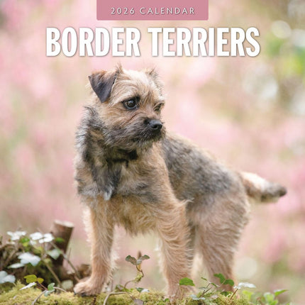 Red Robin Border Terrier Kalender 2026