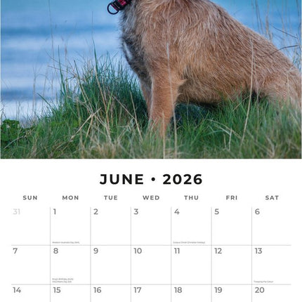Red Robin Border Terrier Kalender 2026