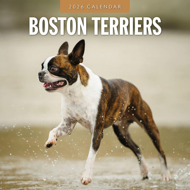 Red Robin Boston Terrier Kalender 2026