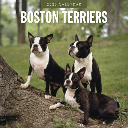 Red Robin Boston Terrier Kalender 2026