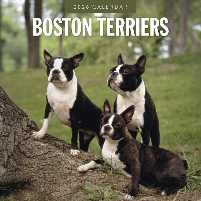 Red Robin Boston Terrier Kalender 2026