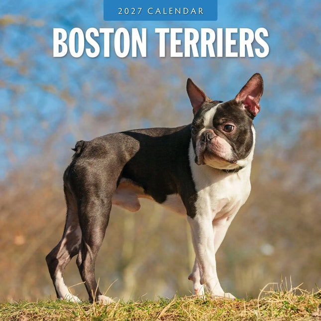Red Robin Boston Terrier Kalender 2027