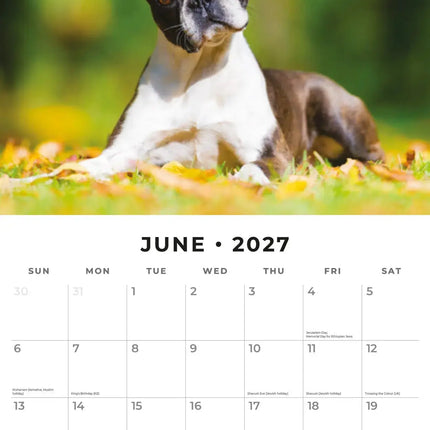 Red Robin Boston Terrier Kalender 2027