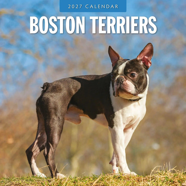 Red Robin Boston Terrier Kalender 2027