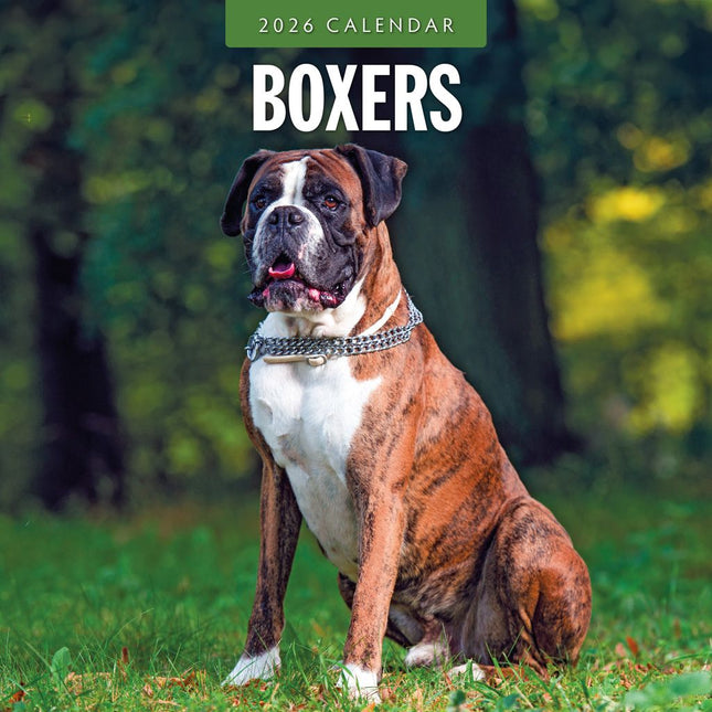 Red Robin Boxer Kalender 2026