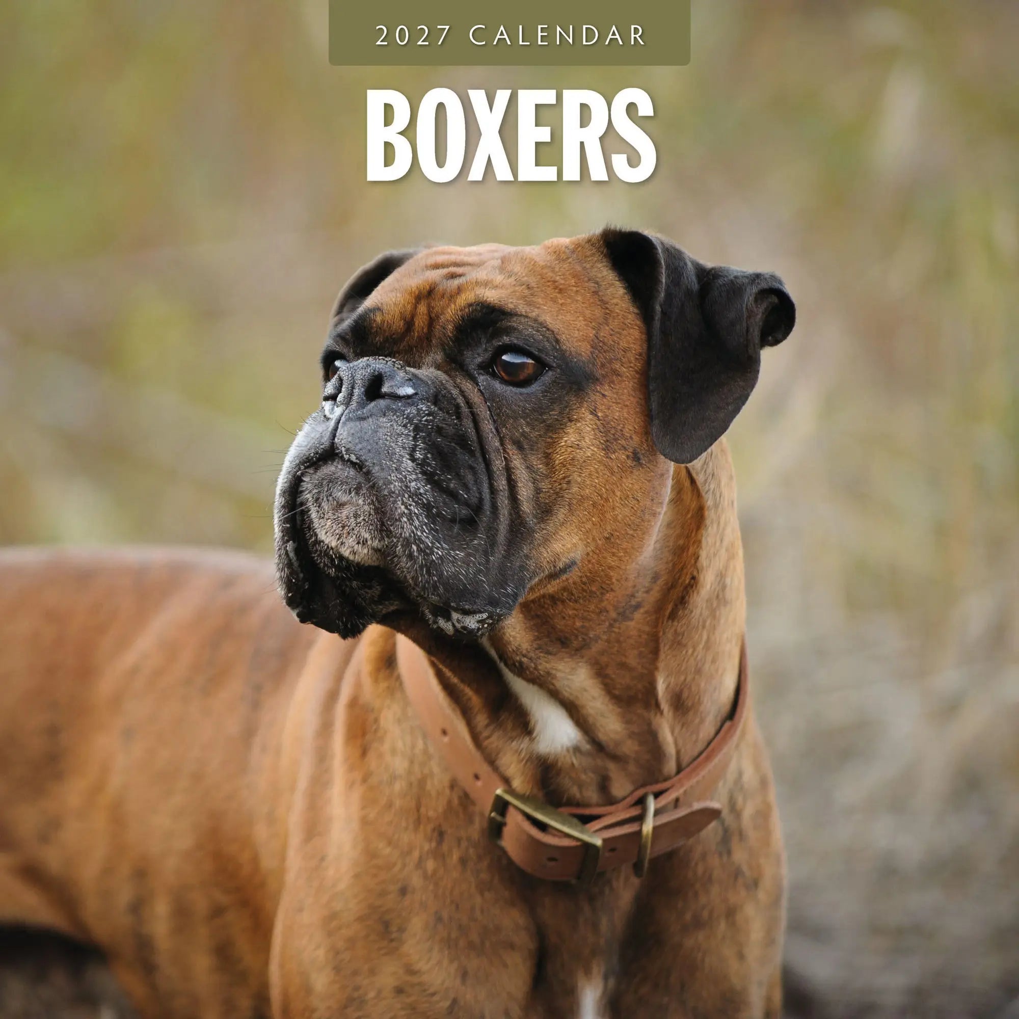 Boxer Calendar 2026 Buy | with beautiful pictures of the Boxer