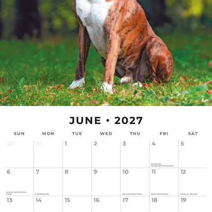 Red Robin Boxer Kalender 2027