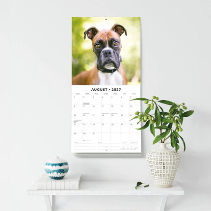 Red Robin Boxer Kalender 2027