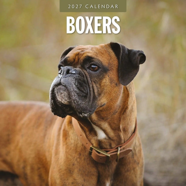 Red Robin Boxer Kalender 2027
